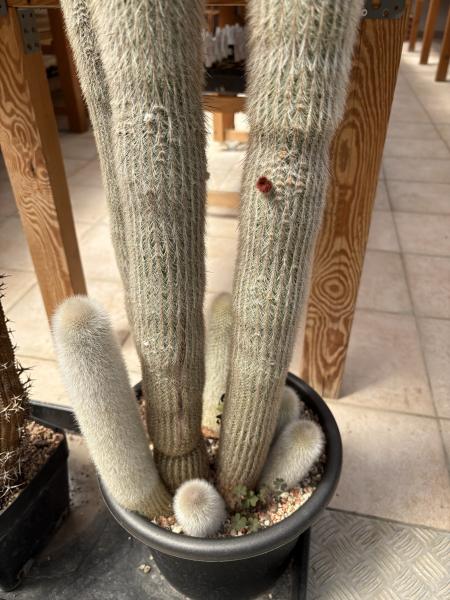 Cleistocactus strausii